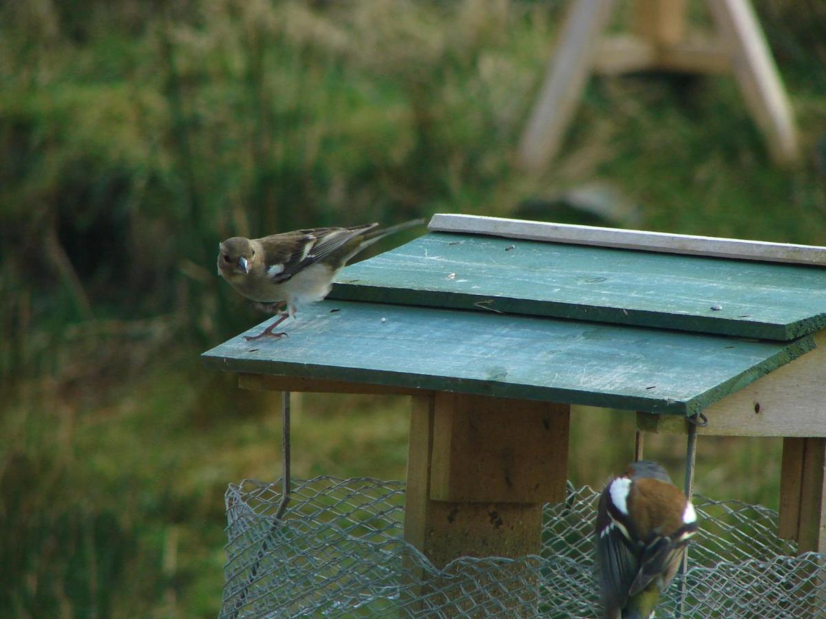 Clifden Wildflower Cottage - Clifden Countryside Lettings Luaran gambar