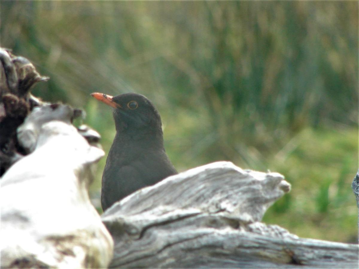 Clifden Wildflower Cottage - Clifden Countryside Lettings Luaran gambar