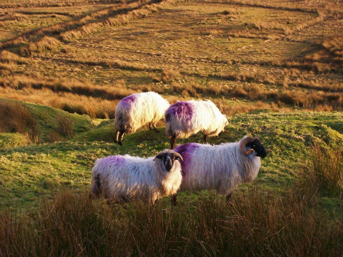 Clifden Wildflower Cottage - Clifden Countryside Lettings Luaran gambar