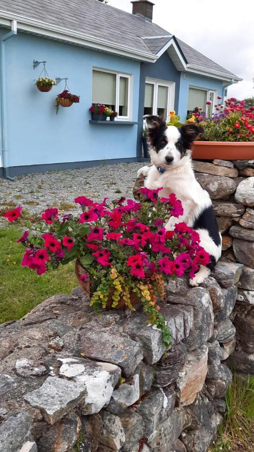 Clifden Wildflower Cottage - Clifden Countryside Lettings Luaran gambar